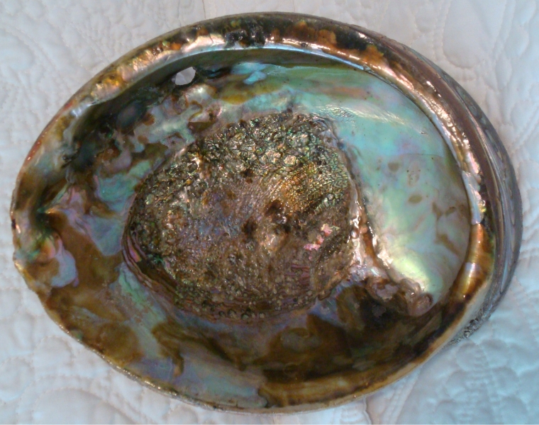 Abalone.jpg