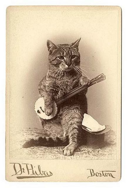 banjo-cat.jpg